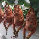 Mandela Resin Ornaments Mandrake Home Decoration Mandela Resin Crafts