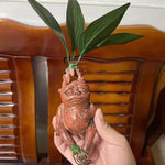 Mandela Resin Ornaments Mandrake Home Decoration Mandela Resin Crafts